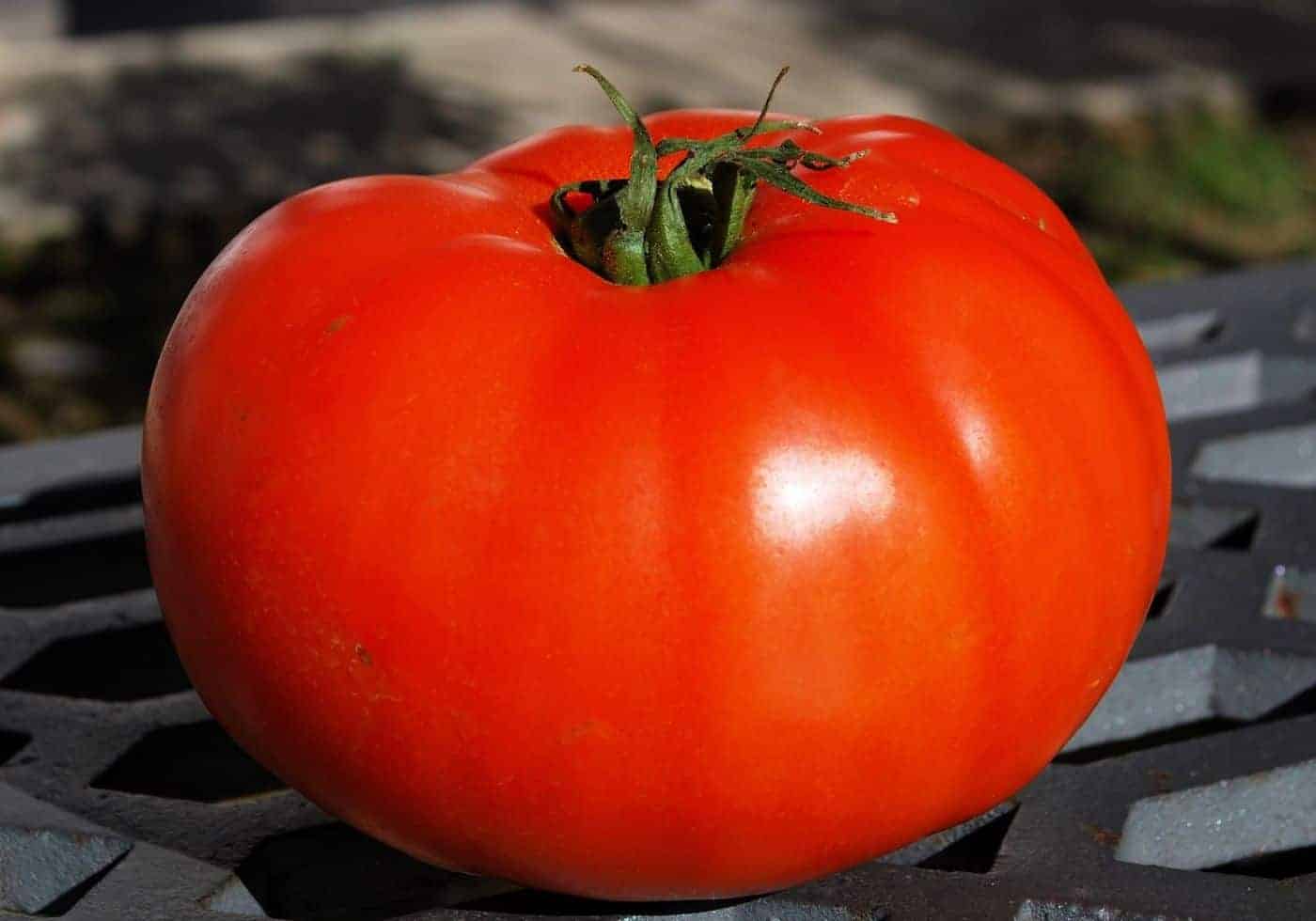 What type of tomato plant is a Moneymaker?