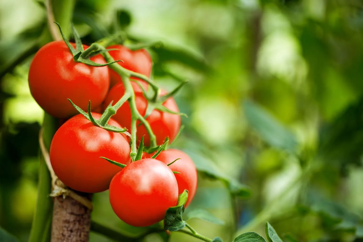 Money Maker Tomato Plant