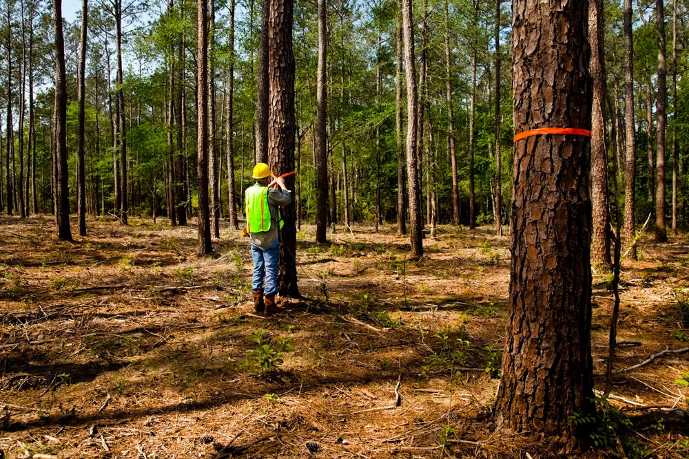 Standing Timber Insurance