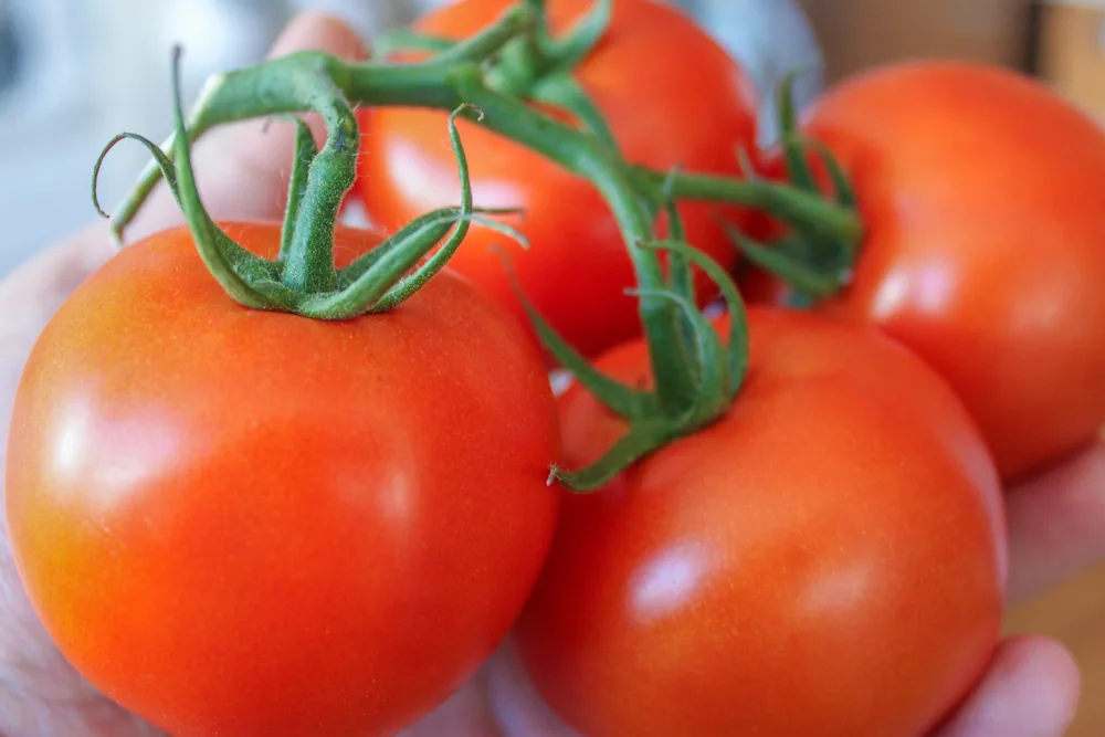 Can you make money from tomatoes?